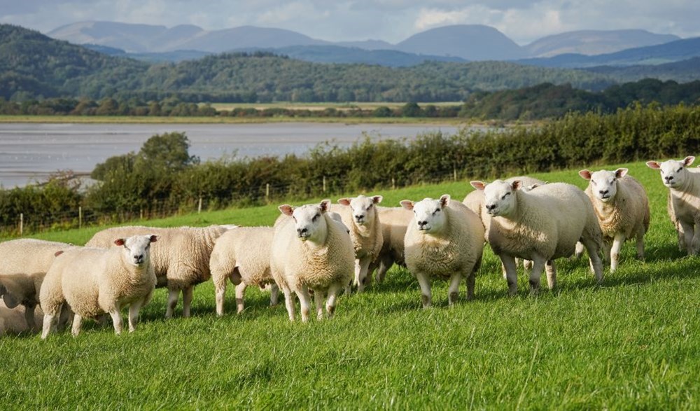 Flock of texel sheep stood in grassy field facing camera